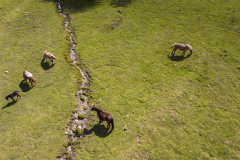 Caballos cruzando el río