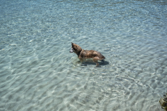 Perro buscando peces en el agua