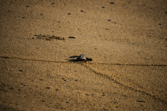 Primeros pasos de una tortuguita sobre la arena
