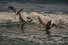 Pelícanos aterrizando entre las olas