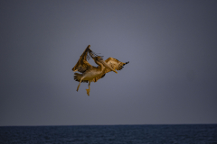 Pelícano batiendo las alas sobre el mar