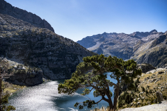 Lago rodeado de montañas con un árbol en primer plano